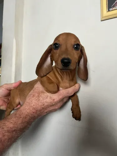 Vendo filhotes de dachshunds machos