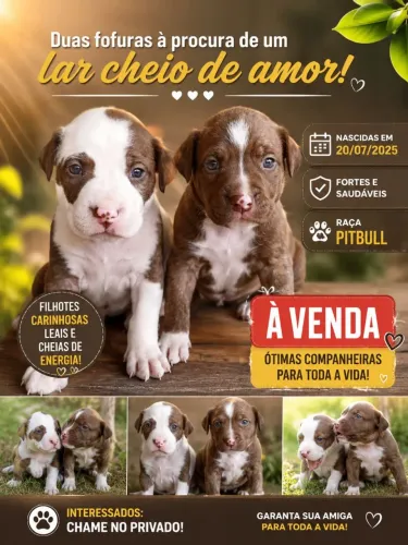 Vendo filhotes de Pitbull disponíveis fêmeas e um macho Boa linhagem e bem cuidado
