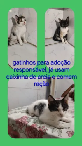 Gatinhos para adoção Responsável