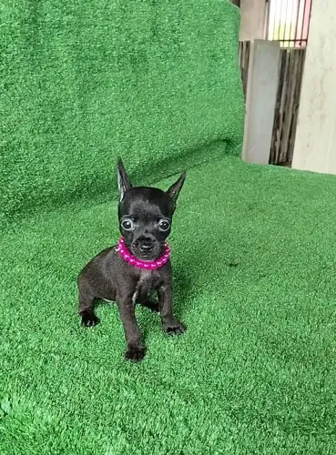 Pinscher fêmea vacinação importada