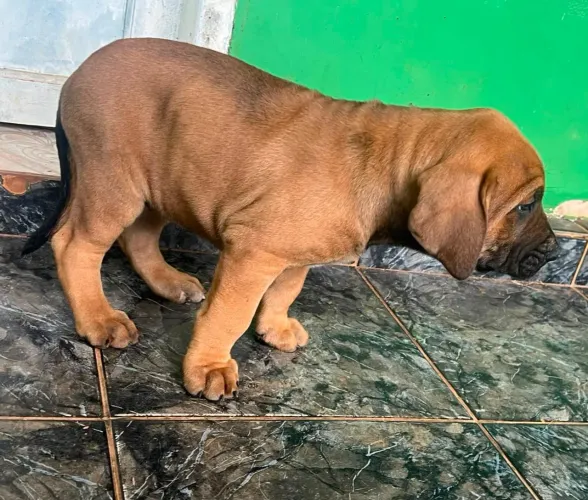 Fila brasileiro 