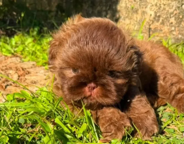 Linda filhote shih tzu fêmea na cor fígado