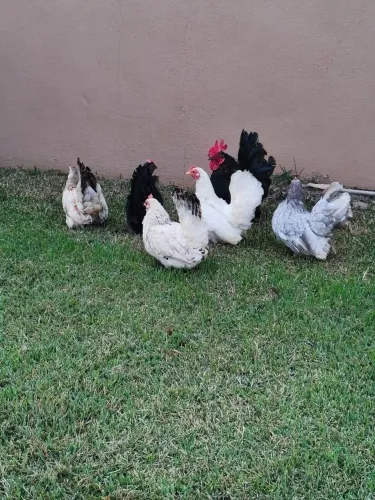 Vendo galinzes Nagasaki