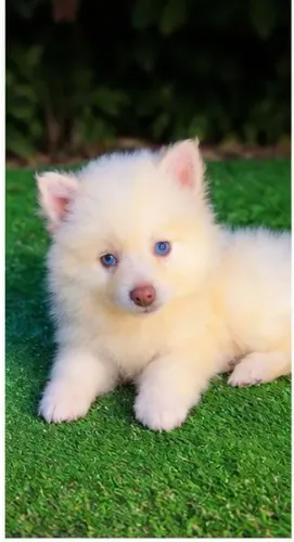 Pomsky Branco Filhote Disponível no ES