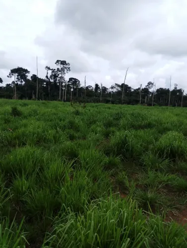 SÍTIO À VENDA - 116 HECTARES - RAMAL DA TORRE, KM 41, SUL DE LÁBREA