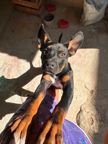 Doação pitbull 