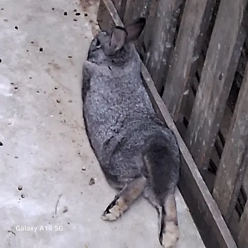Coelhos mestiços novazelandia