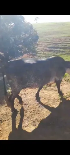 Vendo urina de vaca pura,já fermentada prontas para uso