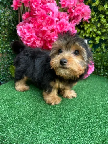 Yorshire Terrier (Mini ) Macho