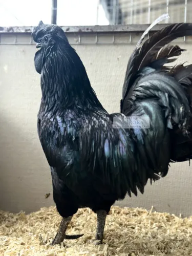 Ovos Férteis Ayam Cemani - Genética Selecionada - Cascavel PR