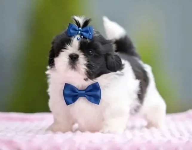 Shihtzu Pandinha preto e branco! Em até 10 x no cartão 