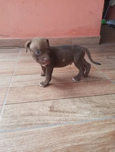Vendo filhote de Pit Bull já com 2 meses já come ração pai e mãe no local já vermífugo
