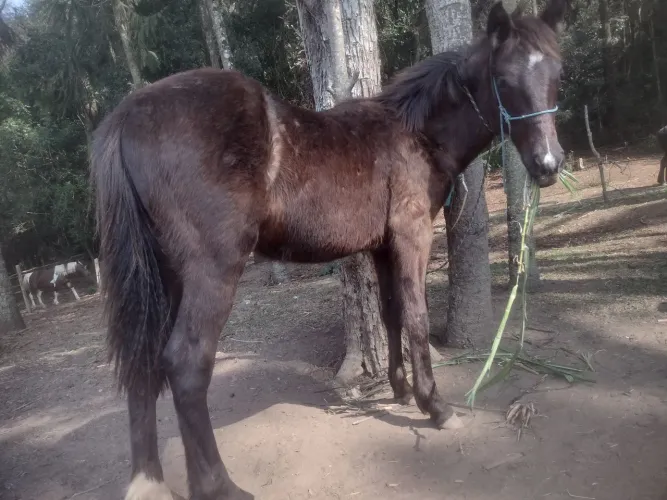Cavalo preto para venda