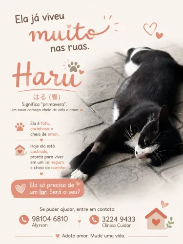 Gata para adoção