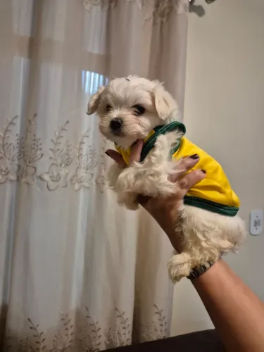 Pet.cachorros Maltês 