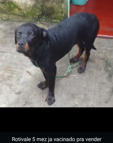 Vendo um filhote de rottweiler