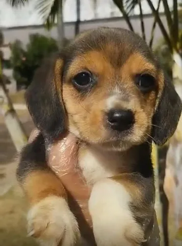 Beagle ativo e brincalhao 