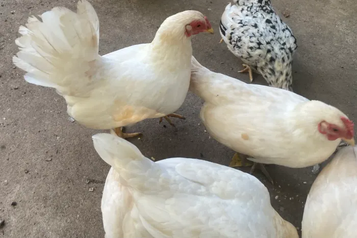 ? Vendo galinhas e galos de pequeno porte