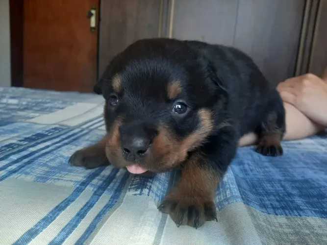 Rottweiler Um amigo de quatro patas esperando por você