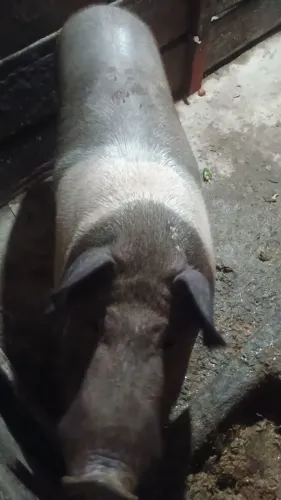 Porco caipira