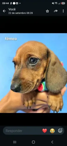 Dachshund-Salsicha-basset-teckel