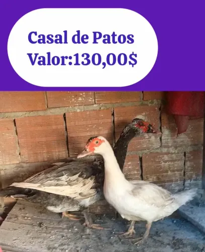 Casal de Patos 