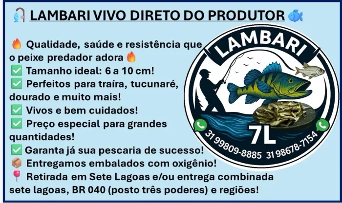 Lambari para pesca.