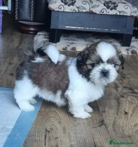 Baby Shih Tzu/ Shitzu filhotes carinhosos e vacinados em São Paulo macho e fêmea
