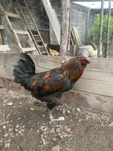 Galo