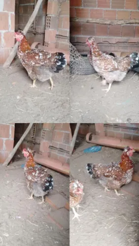 Galinhas disponíveis!!