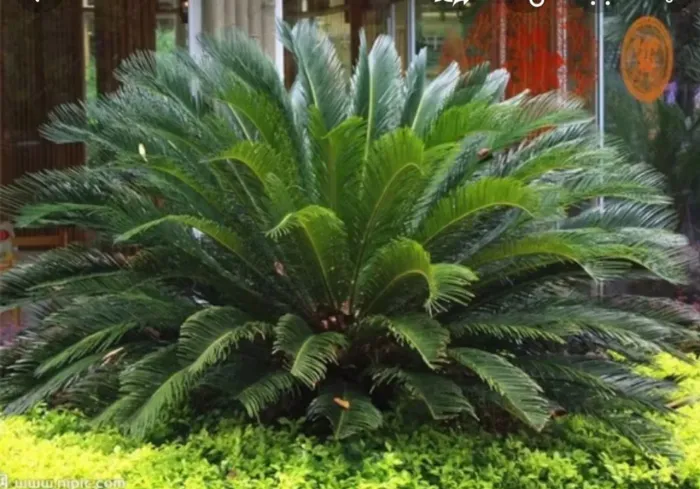 Palmeira sagu 