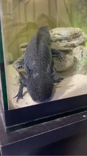 Aquário 120 litros com axalote 