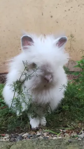 Coelho Angora mini