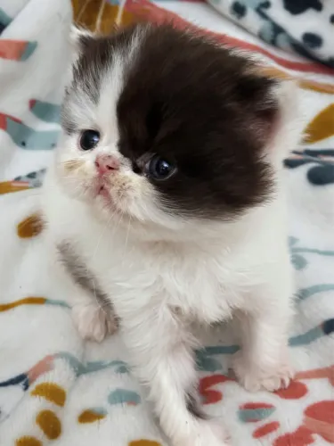 Gato persa 