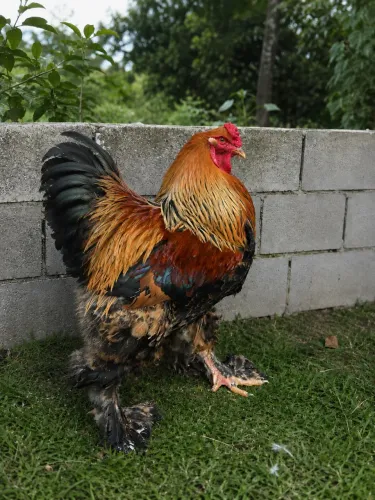 Brahma