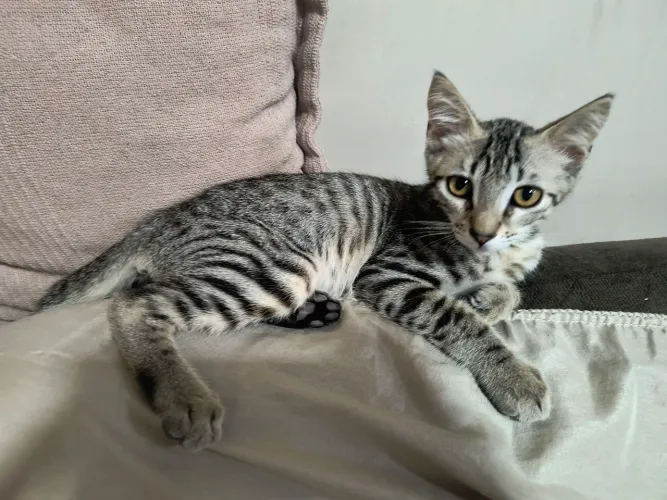 Lindos gatinhos vacinados para adoção CARINHOSA e com LAR TELADO