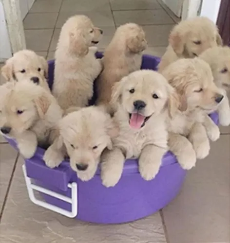 Golden Retriever - Um Amigo De Verdade 