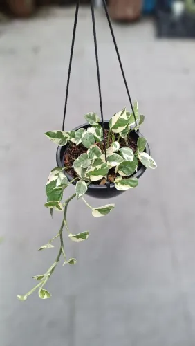 Planta jibóia N Joy