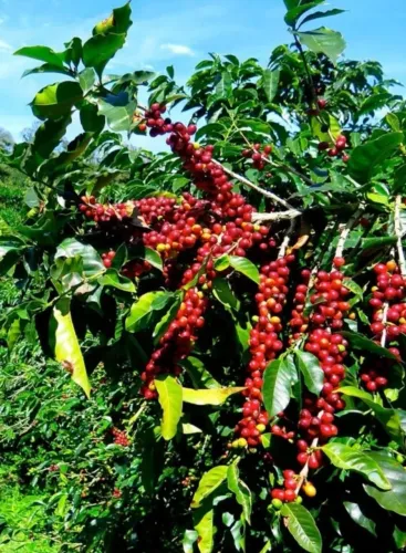 Café Arábica Vermelho