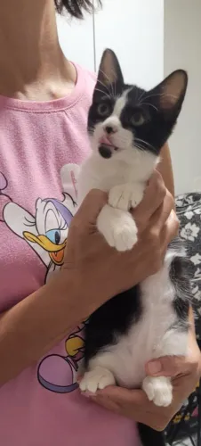 Gatinha filhote para adoção responsável 