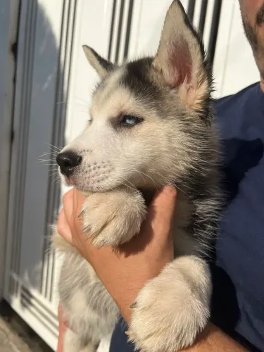 Husky Siberiano Macho | Vacinado | Lindo Filhote | R$ 1.200