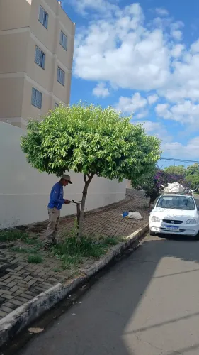 Podas de pequenas Arvores