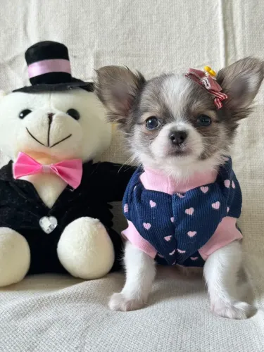 Chihuahua pelo longo lindíssima