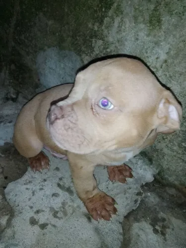 Filhote American Bully