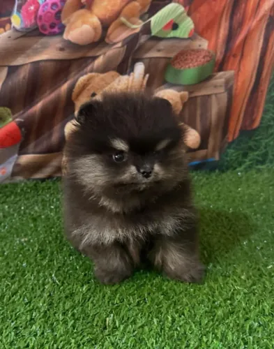 Filhote macho de Spitz alemão