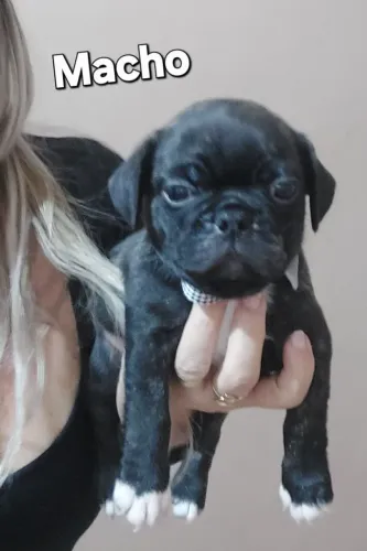 Buldogue francês com pug