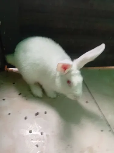Vendo coelhos