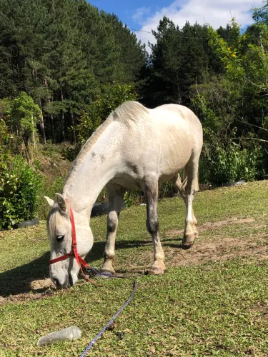 Cavalo petiço