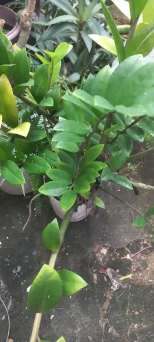 Planta zamioculca 
