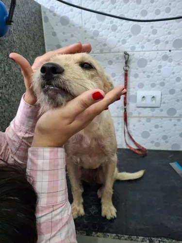 Doação de cachorra fêmea